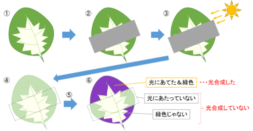 高校入試 理科の 光合成 って何 図解で理解につながるポイントをすべて伝えます 高校入試徹底対策ガイド