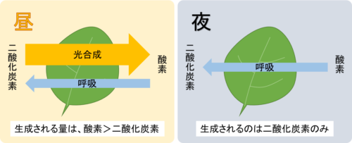 高校入試 理科の 光合成 って何 図解で理解につながるポイントをすべて伝えます 高校入試徹底対策ガイド